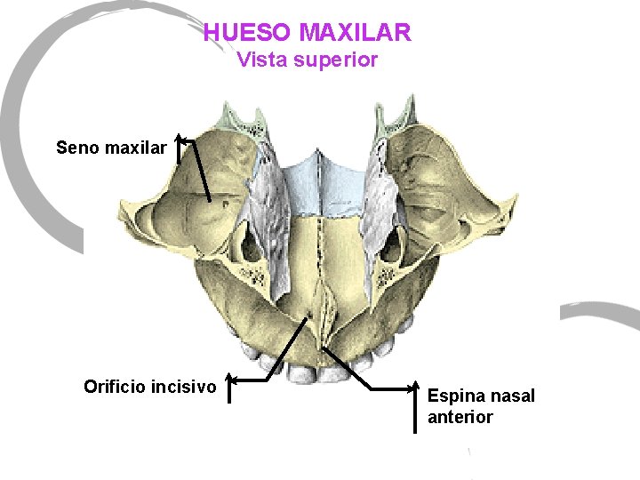 HUESO MAXILAR Vista superior Seno maxilar Orificio incisivo Espina nasal anterior 