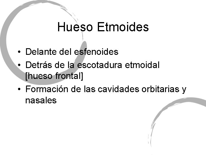 Hueso Etmoides • Delante del esfenoides • Detrás de la escotadura etmoidal [hueso frontal]