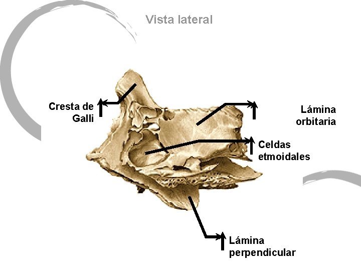 Vista lateral Cresta de Galli Lámina orbitaria Celdas etmoidales Lámina perpendicular 