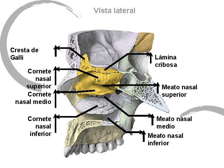Vista lateral Cresta de Galli Cornete nasal superior Cornete nasal medio Cornete nasal inferior