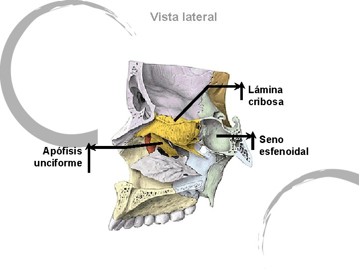 Vista lateral Lámina cribosa Apófisis unciforme Seno esfenoidal 