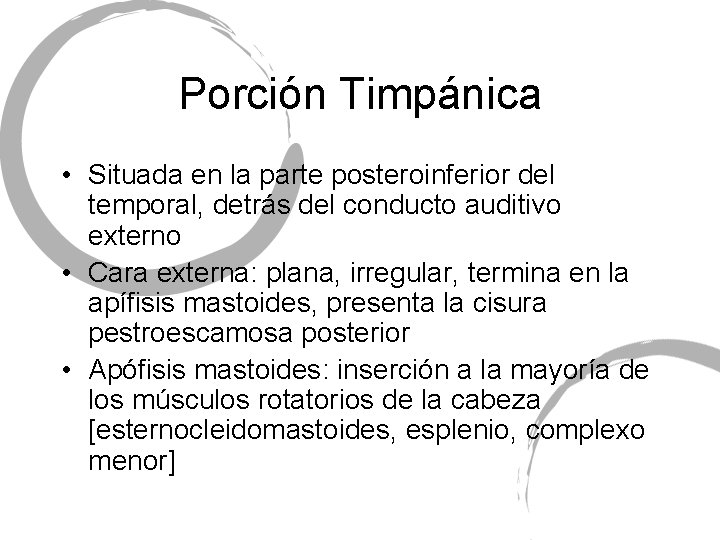 Porción Timpánica • Situada en la parte posteroinferior del temporal, detrás del conducto auditivo