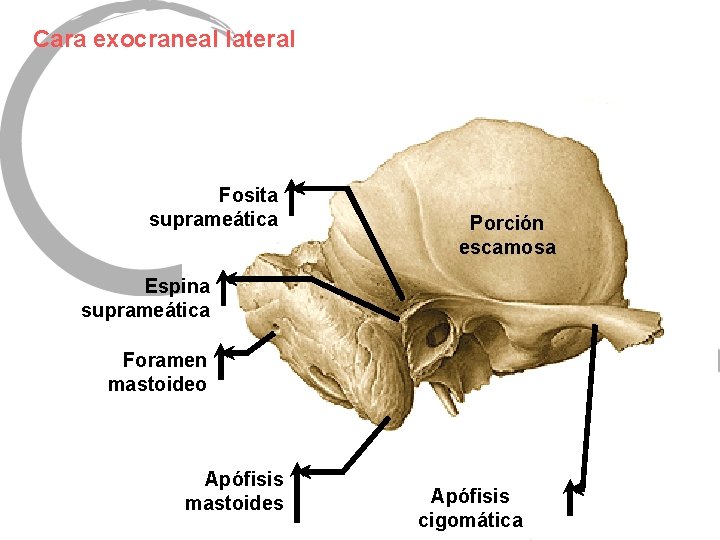 Cara exocraneal lateral Fosita suprameática Porción escamosa Espina suprameática Foramen mastoideo Apófisis mastoides Apófisis