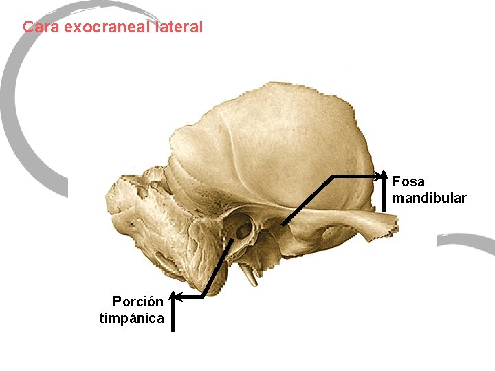 Cara exocraneal lateral Fosa mandibular Porción timpánica 