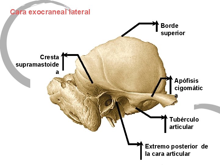 Cara exocraneal lateral Borde superior Cresta supramastoide a Apófisis cigomátic a Tubérculo articular Extremo
