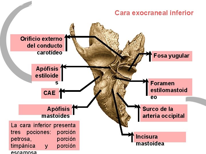 Cara exocraneal inferior Orificio externo del conducto carotídeo Apófisis estiloide s CAE Apófisis mastoides