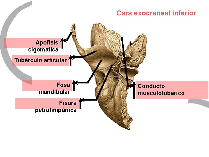 Cara exocraneal inferior Apófisis cigomática Tubérculo articular Fosa mandibular Fisura petrotimpánica Conducto musculotubárico 