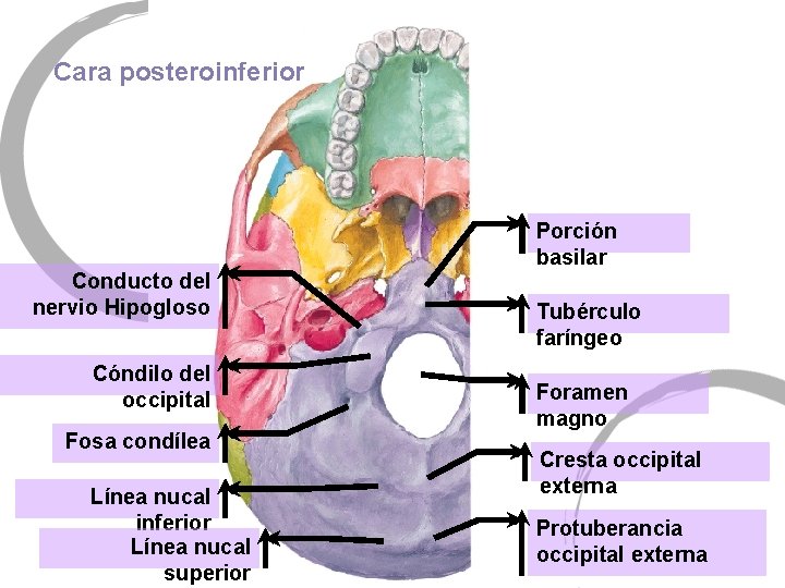 Cara posteroinferior Conducto del nervio Hipogloso Cóndilo del occipital Fosa condílea Línea nucal inferior