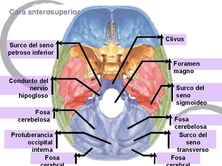 Cara anterosuperior Surco del seno petroso inferior Clivus Foramen magno Conducto del nervio hipogloso