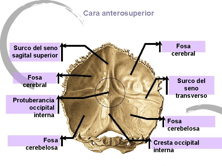 Cara anterosuperior Surco del seno sagital superior Fosa cerebral Protuberancia occipital interna Fosa cerebelosa