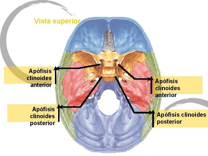 Vista superior Apófisis clinoides anterior Apófisis clinoides posterior 