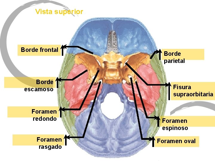 Vista superior Borde frontal Borde escamoso Foramen redondo Foramen rasgado Borde parietal Fisura supraorbitaria