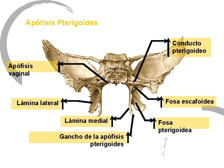 Apófisis Pterigoides Conducto pterigoideo Apófisis vaginal Fosa escafoidea Lámina lateral Lámina medial Gancho de