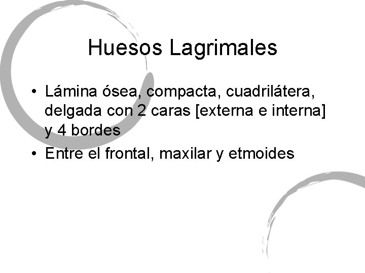Huesos Lagrimales • Lámina ósea, compacta, cuadrilátera, delgada con 2 caras [externa e interna]