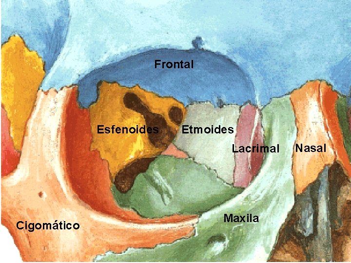 Frontal Esfenoides Etmoides Lacrimal Cigomático Maxila Nasal 