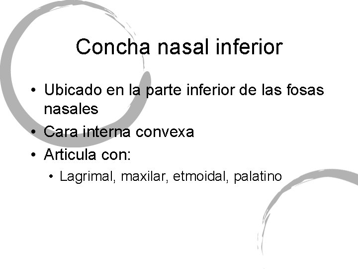 Concha nasal inferior • Ubicado en la parte inferior de las fosas nasales •