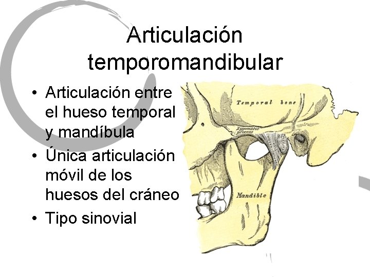 Articulación temporomandibular • Articulación entre el hueso temporal y mandíbula • Única articulación móvil