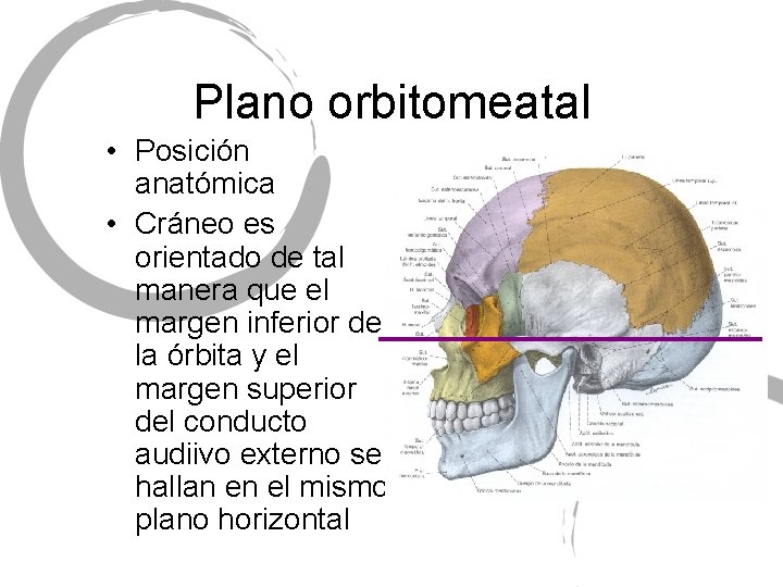 Plano orbitomeatal • Posición anatómica • Cráneo es orientado de tal manera que el