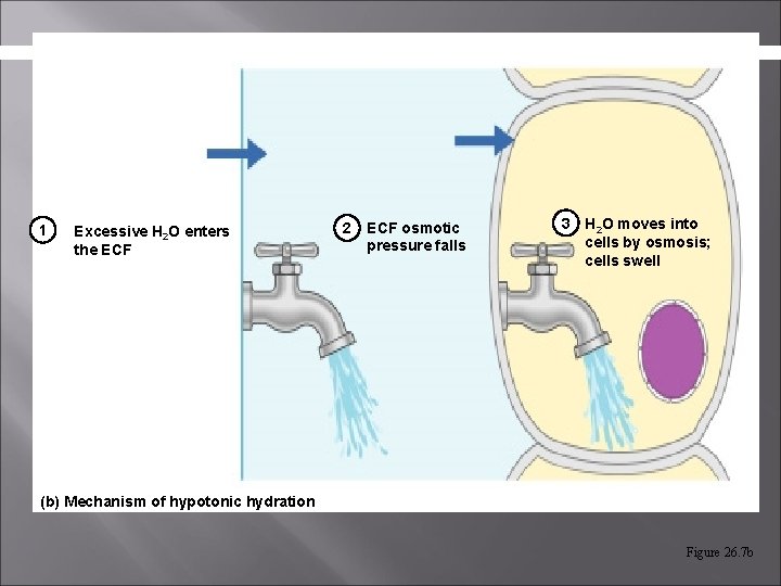 1 Excessive H 2 O enters the ECF 2 ECF osmotic pressure falls 3 1 Excessive H 2 O enters the ECF 2 ECF osmotic pressure falls 3