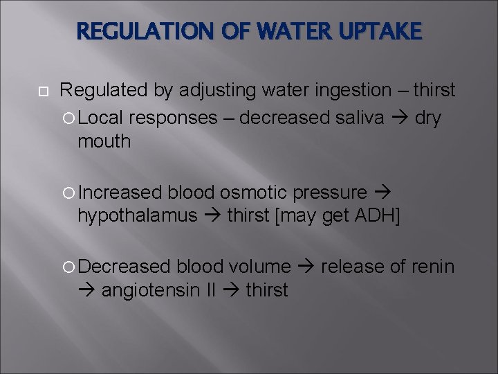 REGULATION OF WATER UPTAKE Regulated by adjusting water ingestion – thirst Local responses – REGULATION OF WATER UPTAKE Regulated by adjusting water ingestion – thirst Local responses –