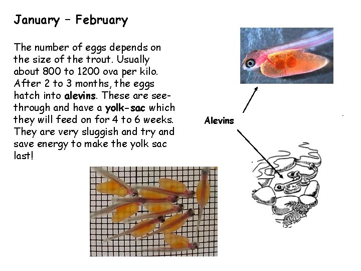 January – February The number of eggs depends on the size of the trout.