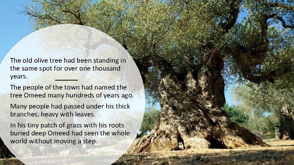 The old olive tree had been standing in the same spot for over one