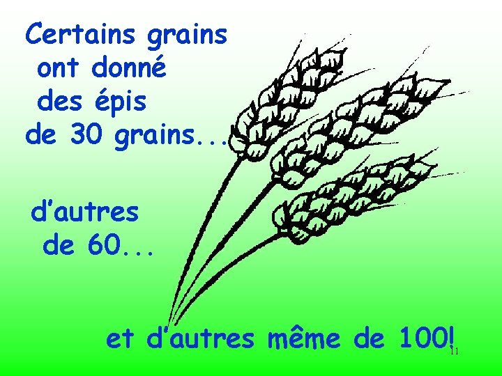Certains grains ont donné des épis de 30 grains. . . d’autres de 60.