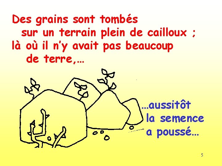 Des grains sont tombés sur un terrain plein de cailloux ; là où il