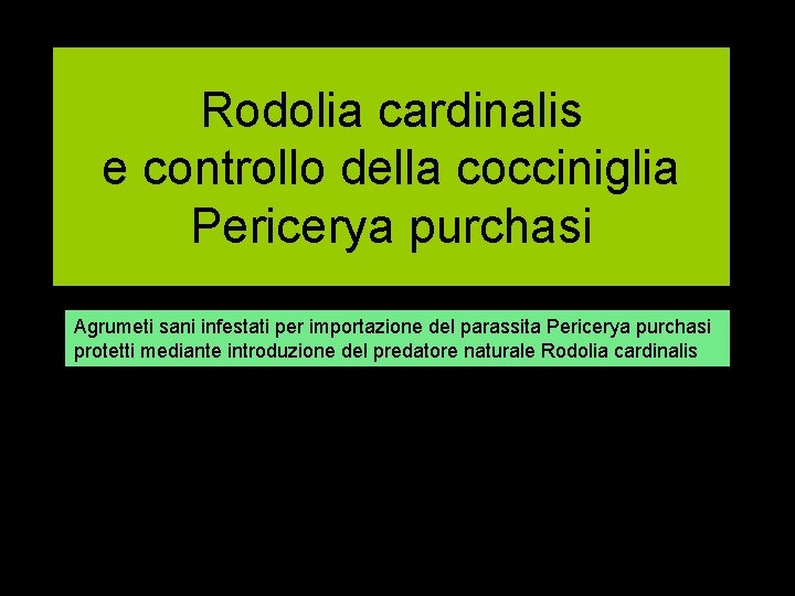 Rodolia cardinalis e controllo della cocciniglia Pericerya purchasi Agrumeti sani infestati per importazione del