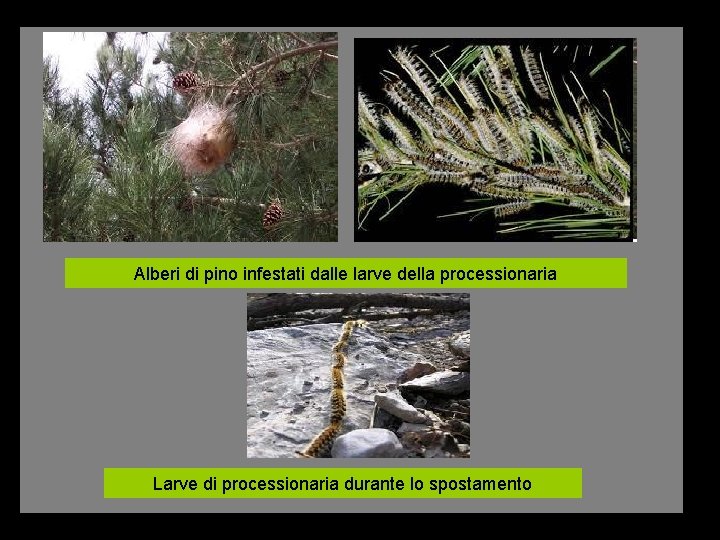 Alberi di pino infestati dalle larve della processionaria Larve di processionaria durante lo spostamento