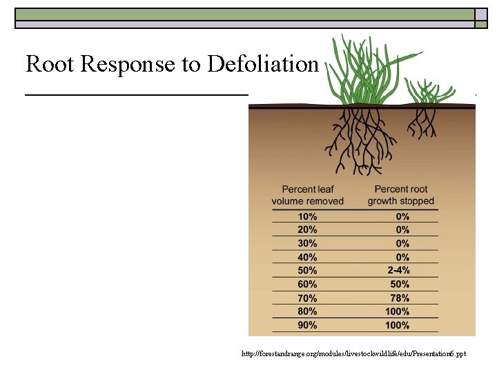 Root Response to Defoliation http: //forestandrange. org/modules/livestockwildlife/edu/Presentation 6. ppt 