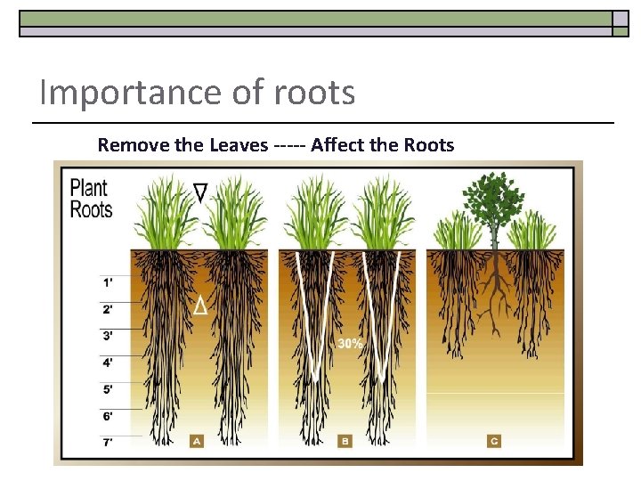 Importance of roots Remove the Leaves ----- Affect the Roots 