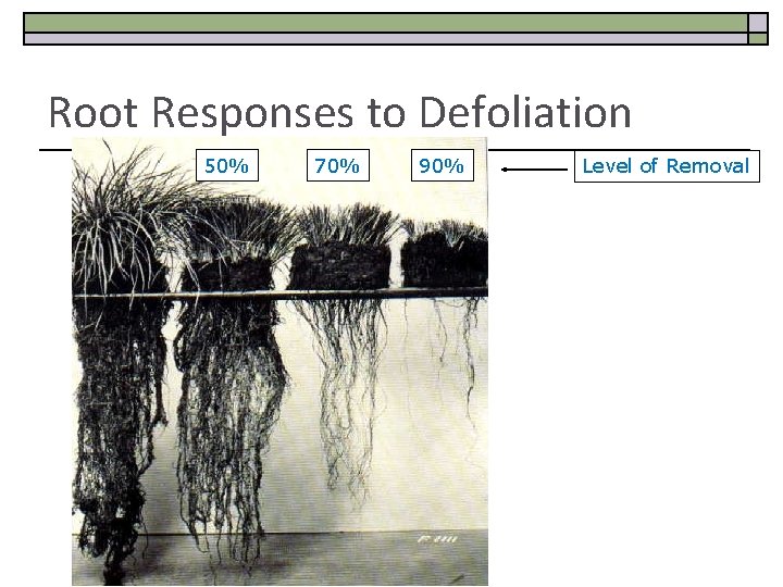 Root Responses to Defoliation 50% 70% 90% Level of Removal 