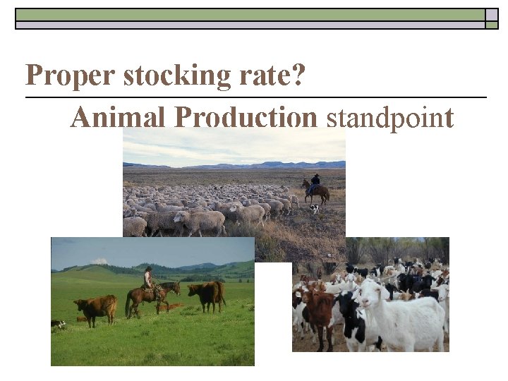 Proper stocking rate? Animal Production standpoint 
