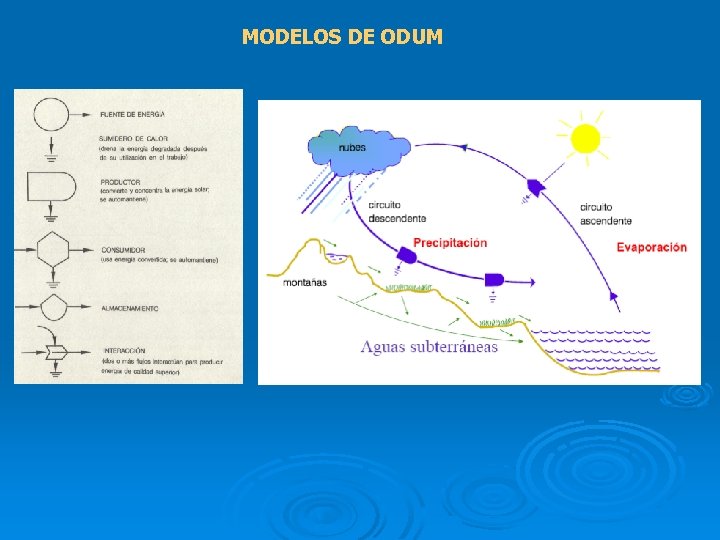 MODELOS DE ODUM 