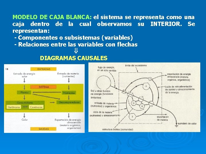 MODELO DE CAJA BLANCA: el sistema se representa como una caja dentro de la