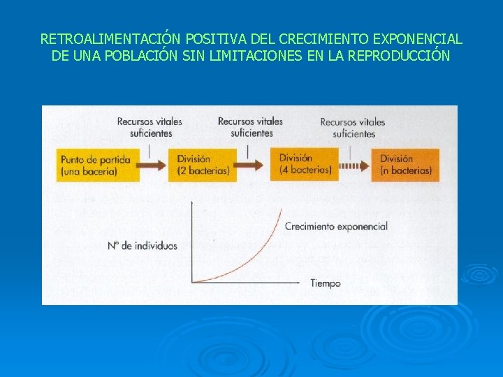 RETROALIMENTACIÓN POSITIVA DEL CRECIMIENTO EXPONENCIAL DE UNA POBLACIÓN SIN LIMITACIONES EN LA REPRODUCCIÓN 