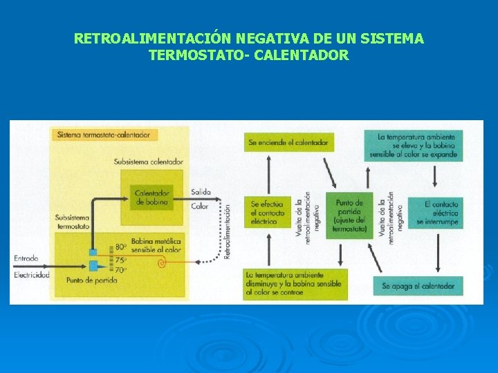 RETROALIMENTACIÓN NEGATIVA DE UN SISTEMA TERMOSTATO- CALENTADOR 