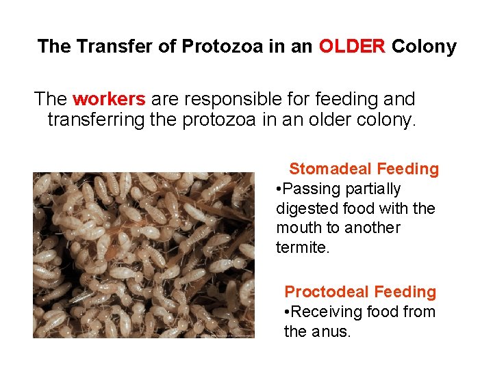 The Transfer of Protozoa in an OLDER Colony The workers are responsible for feeding