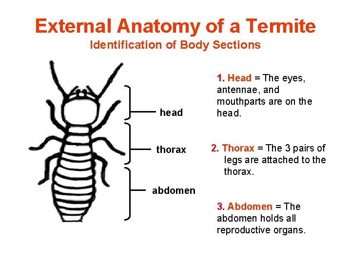 External Anatomy of a Termite Identification of Body Sections head thorax 1. Head =