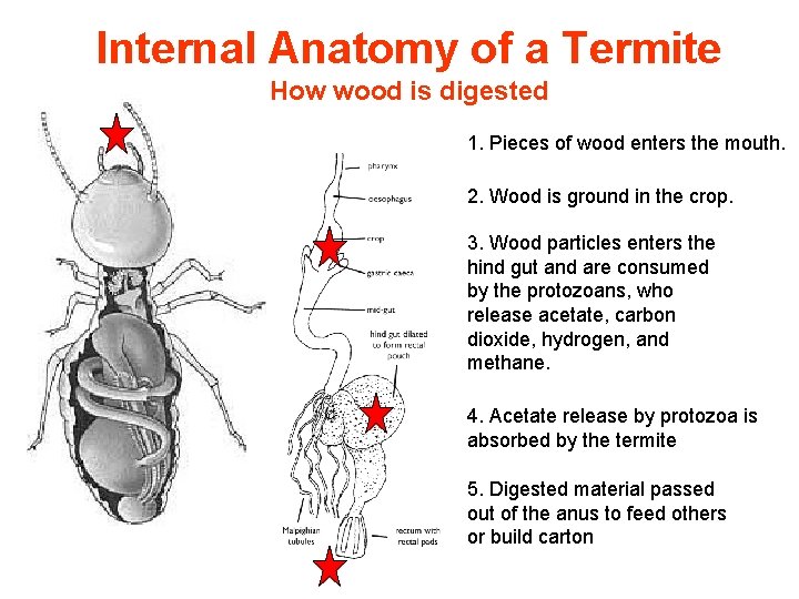 Internal Anatomy of a Termite How wood is digested 1. Pieces of wood enters