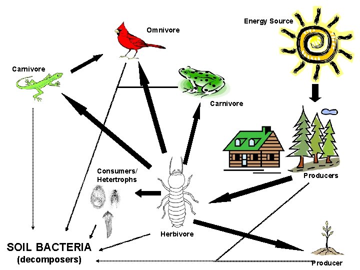 Energy Source Omnivore Carnivore Consumers/ Hetertrophs Producers Herbivore SOIL BACTERIA (decomposers) Producer 