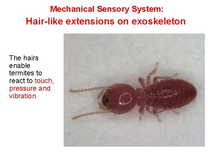 Mechanical Sensory System: Hair-like extensions on exoskeleton The hairs enable termites to react to