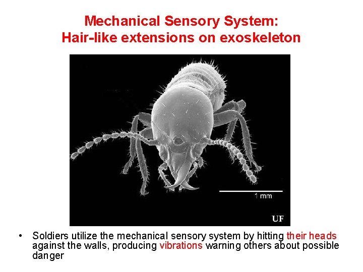 Mechanical Sensory System: Hair-like extensions on exoskeleton • Soldiers utilize the mechanical sensory system