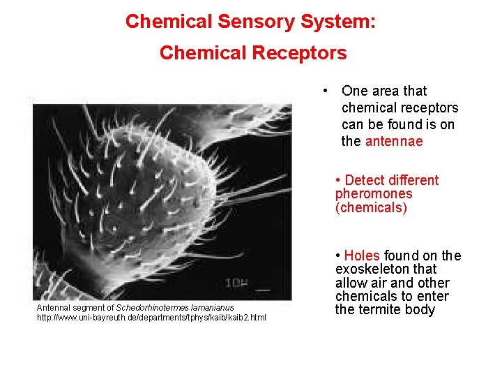 Chemical Sensory System: Chemical Receptors • One area that chemical receptors can be found