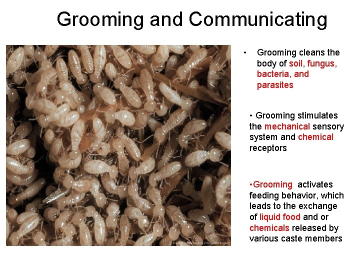 Grooming and Communicating • Grooming cleans the body of soil, fungus, bacteria, and parasites
