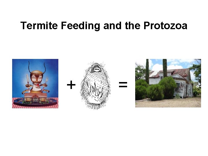 Termite Feeding and the Protozoa + = 