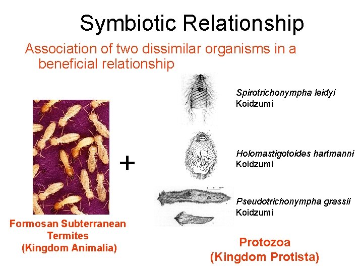 Symbiotic Relationship Association of two dissimilar organisms in a beneficial relationship Spirotrichonympha leidyi Koidzumi