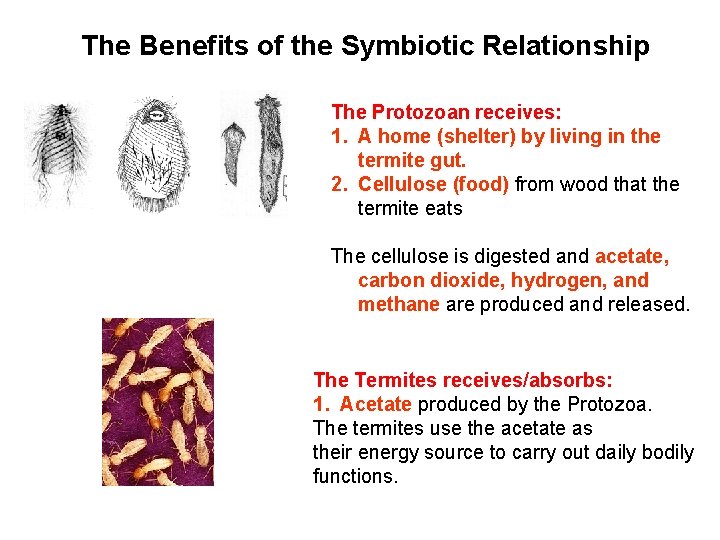 The Benefits of the Symbiotic Relationship The Protozoan receives: 1. A home (shelter) by