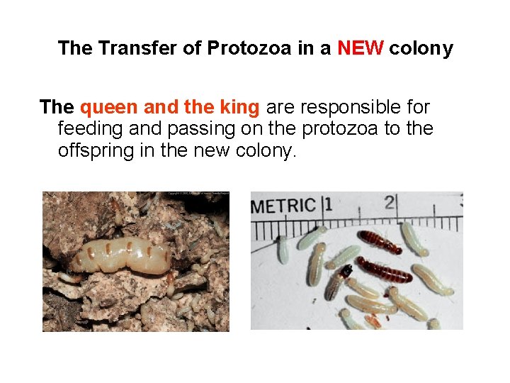 The Transfer of Protozoa in a NEW colony The queen and the king are